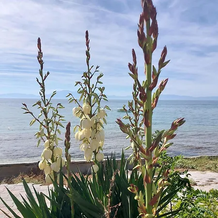 New, Apartment, 50m From Sea And From Center At